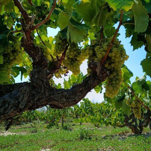 Celler Cairons - im Weingarten